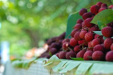 The red fruit Stock Photos