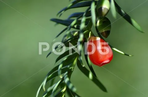 Red fruit pine tree. Stock Photos