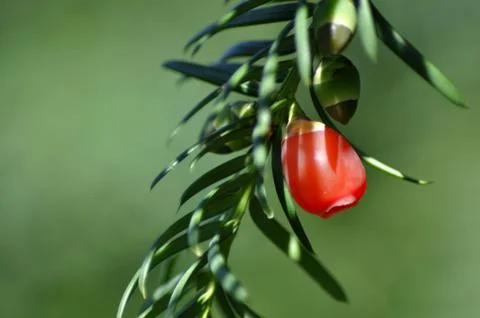 Red fruit pine tree. Stock Photos