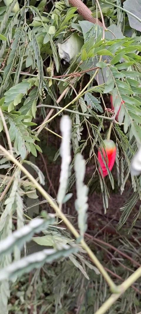 Red fruit in plant Stock Footage 289199244
