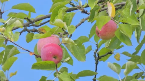 Red fruit of ripe apples on an old apple tree in an orchard. Harvest time Stock Footage 212426276