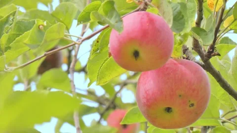 Red fruit of ripe apples on an old apple tree in an orchard. Harvest time Stock Footage 212428175