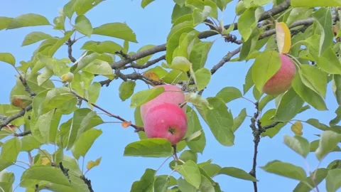 Red fruit of ripe apples on an old apple tree in an orchard. Harvest time Stock Footage 212484440