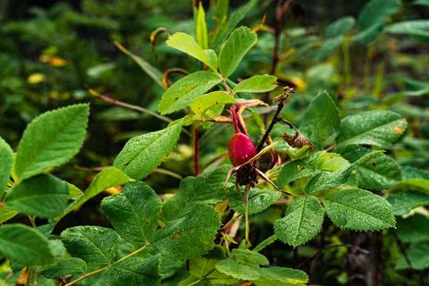 Red fruit of Rosa majalis cinnamon rose plant among green leaves. Stock Photos