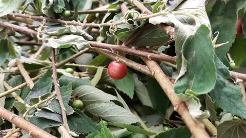 Red Fruit, Rustic Forest Stock Footage 237524045