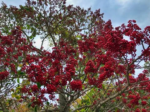 Red fruit tree close up Stock Photos