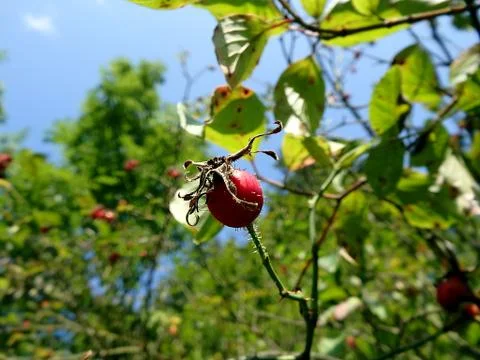 Red fruit of wild rose Stock Photos