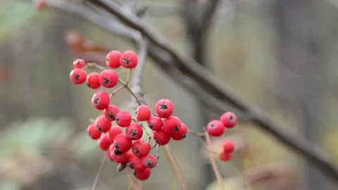 Red-fruited mountain ash Stock-Footage 141090422