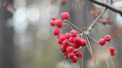 Red-fruited mountain ash Stock-Footage 141090565