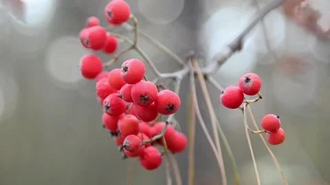 Red-fruited mountain ash Stock-Footage 141098731