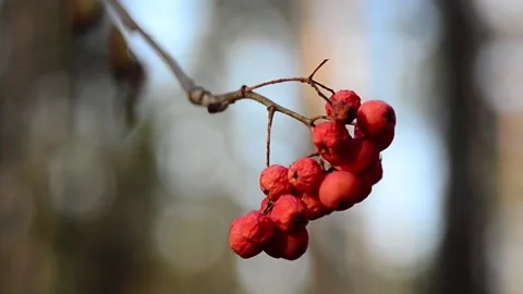 Red-fruited mountain ash Stock-Footage 141100433