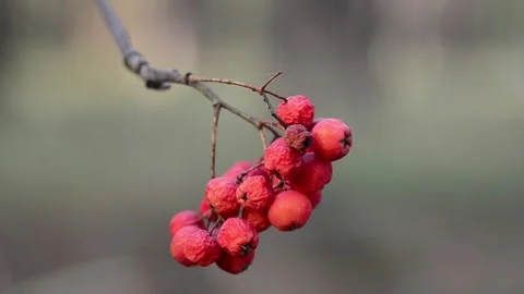 Red-fruited mountain ash Stock-Footage 141100436