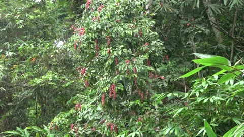 Red fruiting tree, Malaysia Stock Footage 159638016