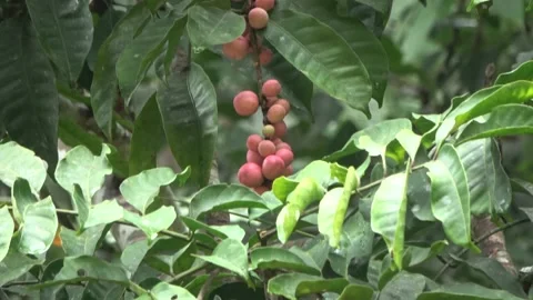 Red fruiting tree, Malaysia Stock Footage 159638045
