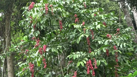 Red fruiting tree, Malaysia Stock Footage 159638067