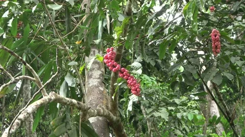 Red fruiting tree, Malaysia Stock Footage 159638083