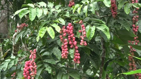 Red fruiting tree, Malaysia Stock Footage 159638100