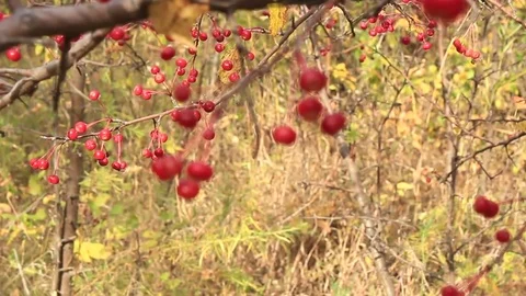 Red fruits on apple-trees Stock Footage 80627375