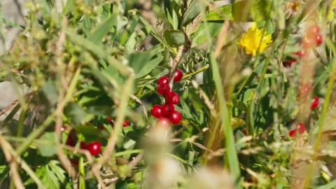 Red fruits Stock Footage 318792814