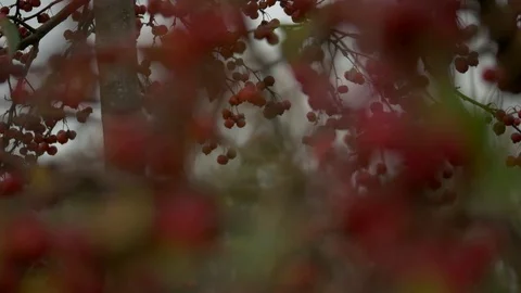 Red fruits on a tree Stock Footage 73889631