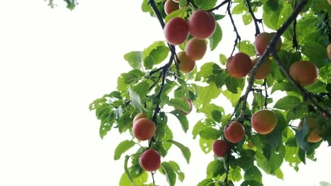 Red fruits on the tree Stock Footage 135434975