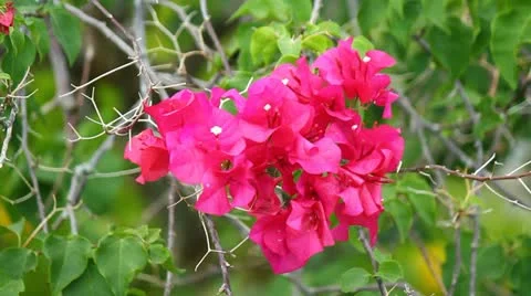 Red fucha flowers Stock Footage 12125092