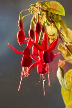 Red fuchcia bloom in garden Stock Photos