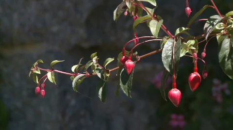 Red fuchsia on branch Stock Footage 329151