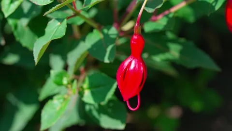 Red fuchsia Stock Footage 313282516