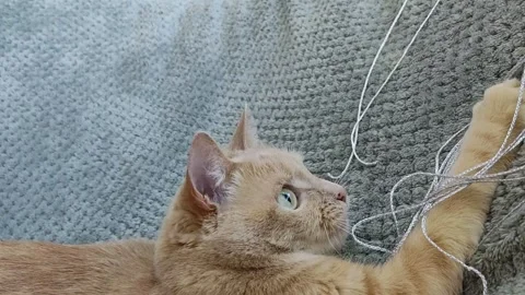 Red funny cat playing with ropes and having fun Stock Footage 242547998