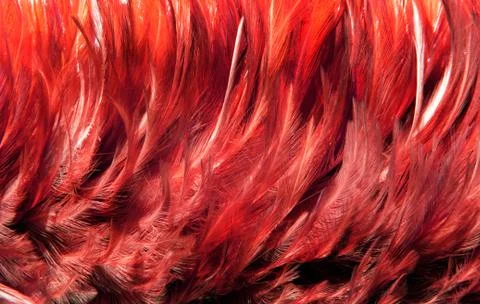 Red fur from feather 写真素材
