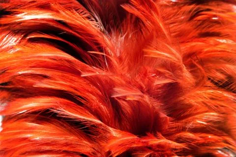 Red fur from feather Stock-Fotos