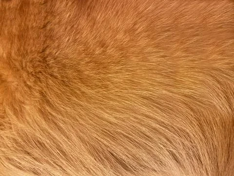 Red fur Stock Photos