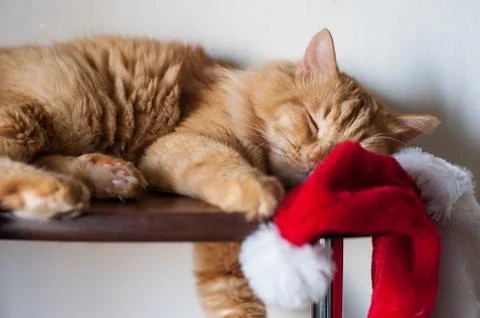 Red furry cat  Stock Photos