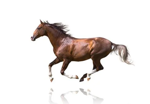 Red galloping horse isolated on white background Stock Photos