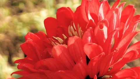 Red Garden Flower Stock Footage 94953553