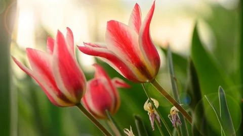 Red garden tulip flowers Stock Footage 113682150