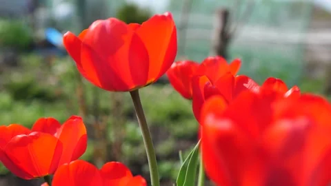 Red garden tulips. First spring flowers Video stock 131029096