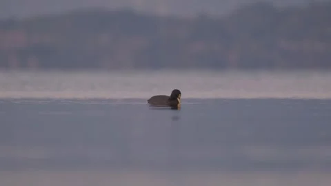 Red-gartered Coot. Bird floating on a tranquil lake submerges at sunset. Stock Footage 248330456