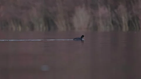 Red-gartered Coot. Bird floating on water surface chasing a prey 스톡 동영상 248330472