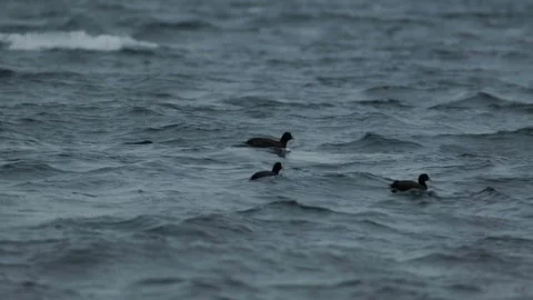 Red-gartered Coot. Birds floating and dipping on a choppy lake in Chile. Stock Footage 248330498