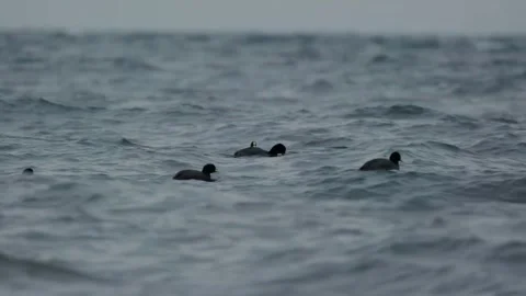 Red-gartered Coot. Birds floating and feeding on a choppy lake in Chile. Stock Footage 248330517