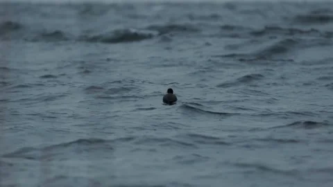 Red-gartered Coot. One bird floating on a choppy rainy lake in Chile 스톡 동영상 248330514