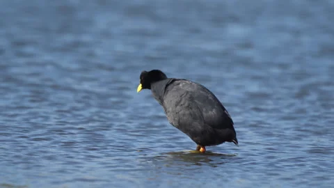 Red-gartered coot preening and grooming feathers in wetland Stock Footage 347445256