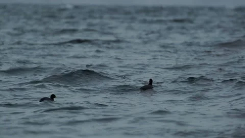 Red-gartered Coot. Two Birds floating and feeding on a choppy lake in Chile 스톡 동영상 248330505
