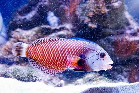 Red geometric fish scale pattern background for creative graphic layout Stock Photos