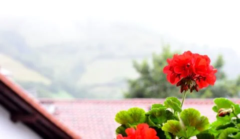 Red geranium on a balcony with dew Stock Photos