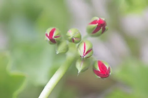 Red geranium blooms Stock Photos