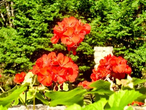 Red Geranium Blooms Stock Photos