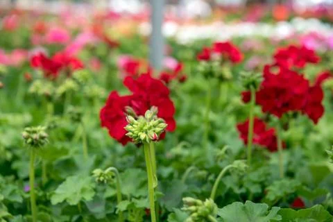 Red geranium bud Stock Photos